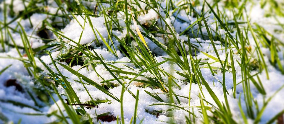 gras in sneeuw